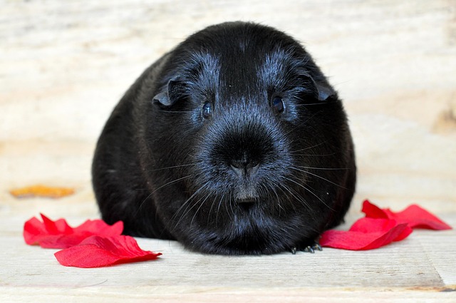 Kleintiere und Tierheime