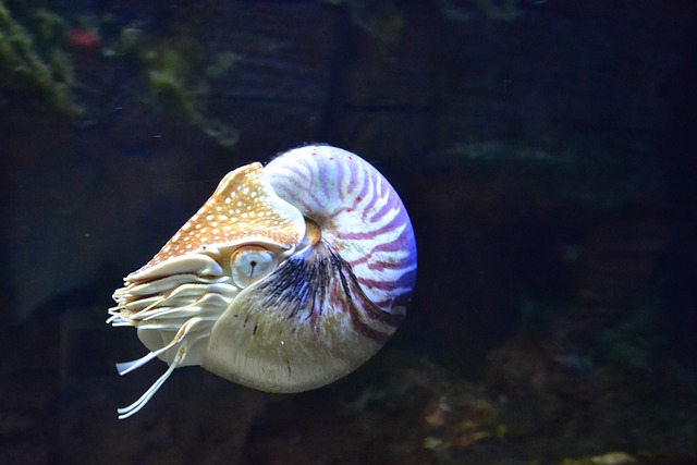 Aggressives Verhalten vermeiden: Tipps zur Harmonisierung in der Unterwasserwelt