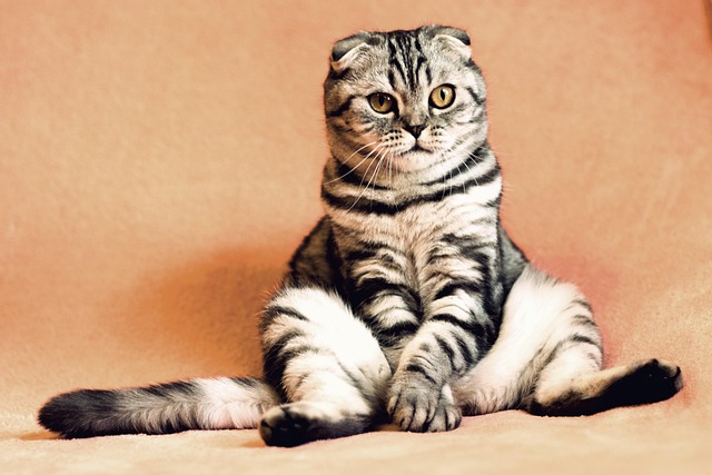 Katzen baden und Katzenpflege