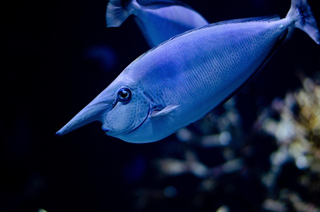 Tierschutzgesetz und Aquarienfische
