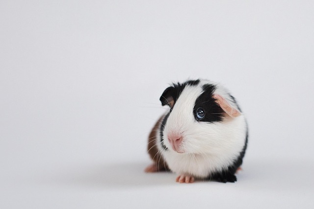 Tierschutz und Kleintiere
