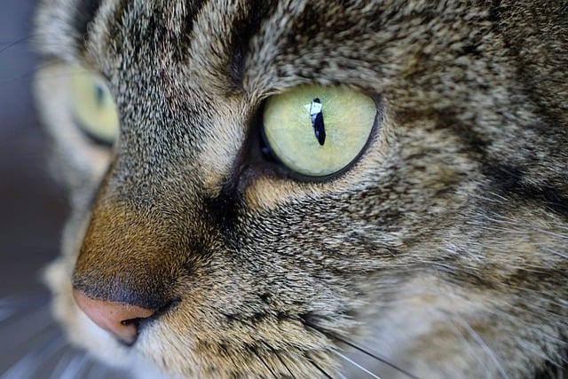 katze schleckt zunge haustier verhalten soziale bindung pflege sauberkeit zuneigung stressabbau entspannung katzenliebhaber katzenverhalten gruppenzugehörigkeit salzablecken und 