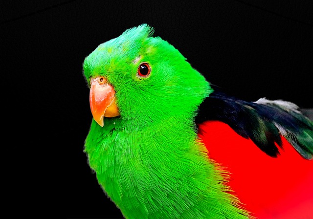 exotische Vögel und CITES