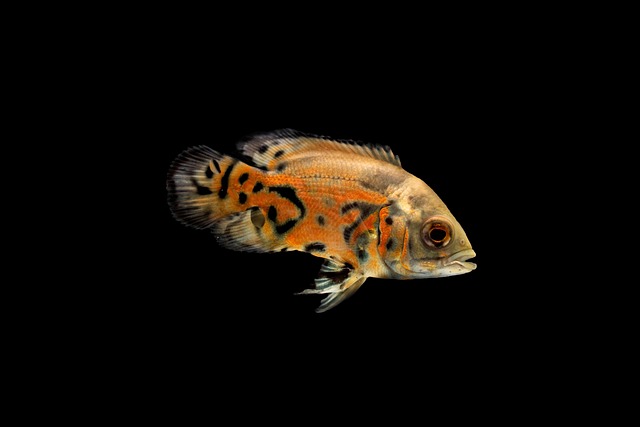 Aquariumpflege und Futter