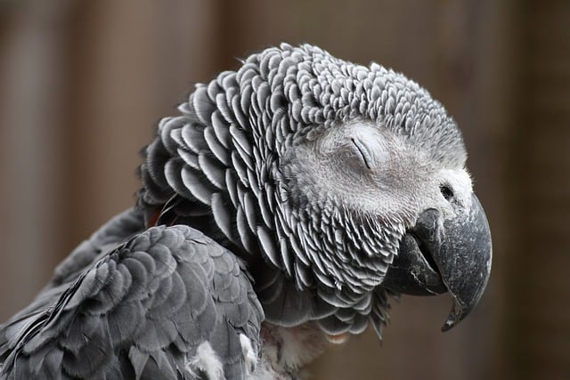 Ziervögel und gesunde Ernährung