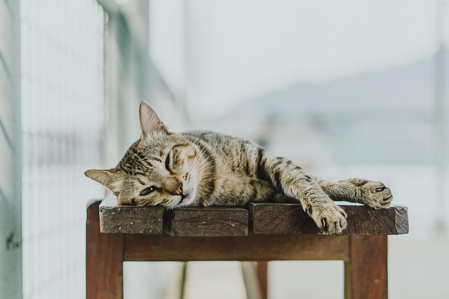 Katzenreisen und Reisen mit Katzen