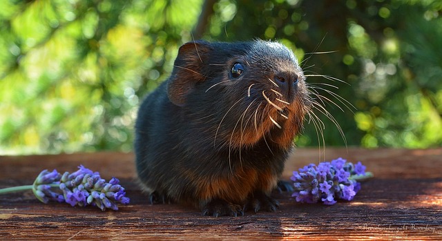 Hamsterparadies und Hamsterhaltung