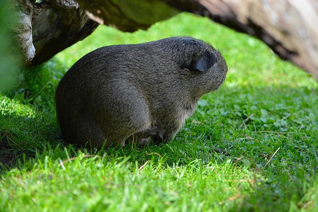 Zwergkaninchen und Kaninchenstall