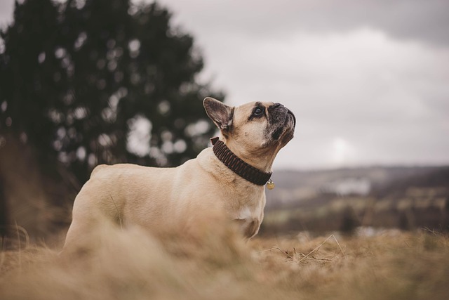 Gerne neugierig: Französische Bulldogge als Haustier