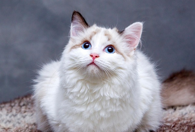 Katzen alleine halten und Einzelkatze