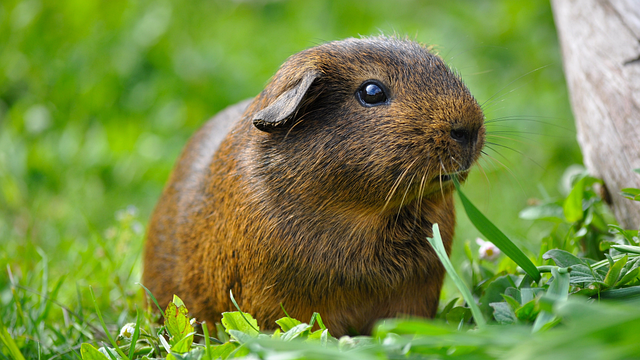 Meerschweinchen und artgerechte Erziehung