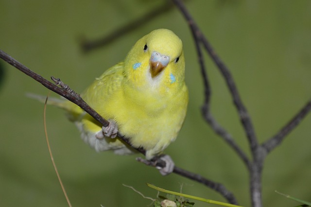Der richtige Standort für den Vogelkäfig