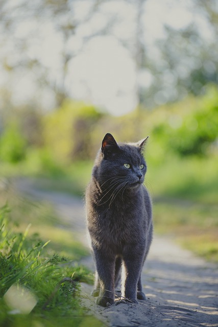 Katze Haustier