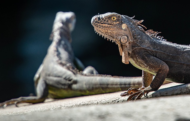 Reptilien und Reptilienabgabe