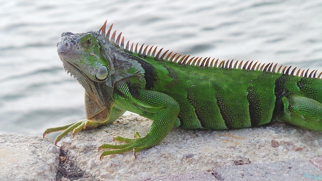 Klimakontrolle in Reptiliengehegen