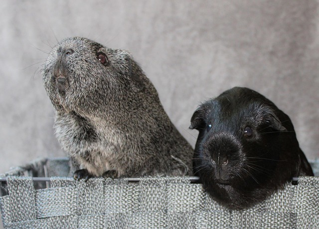 Krankheitsfrüherkennung bei Hamstern