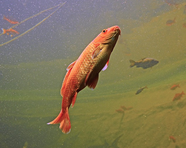 Sozialisierung von Fischen und Aquarium