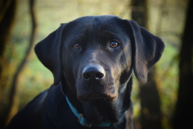Gesundheitschecks und Hund