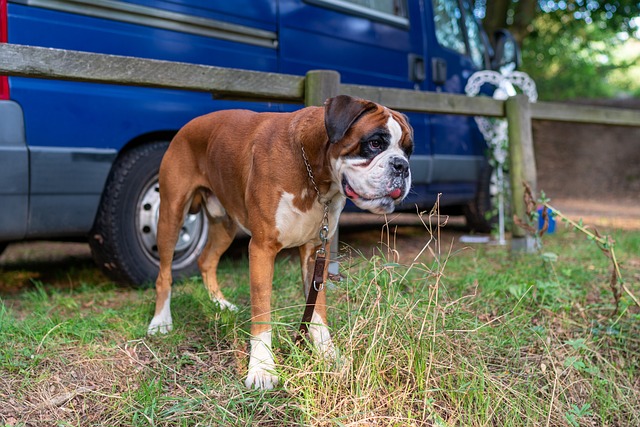 Korrekte Fütterung des Tierschutzhundes und Hunde aus dem Tierschutz füttern