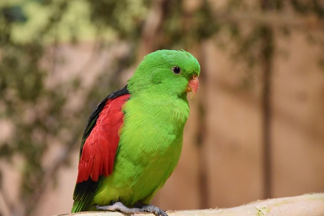 Vogelarten und Biodiversität