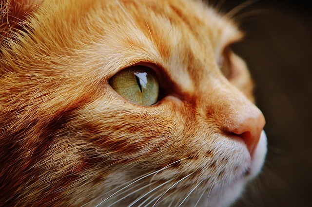 Katze ins Haus holen und Katzenzubehör