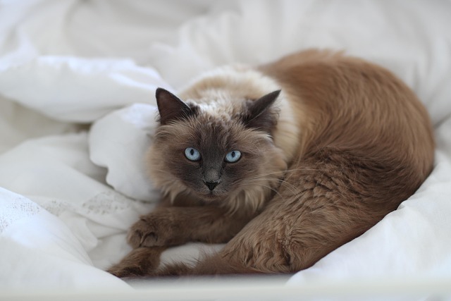 Katze Haustier