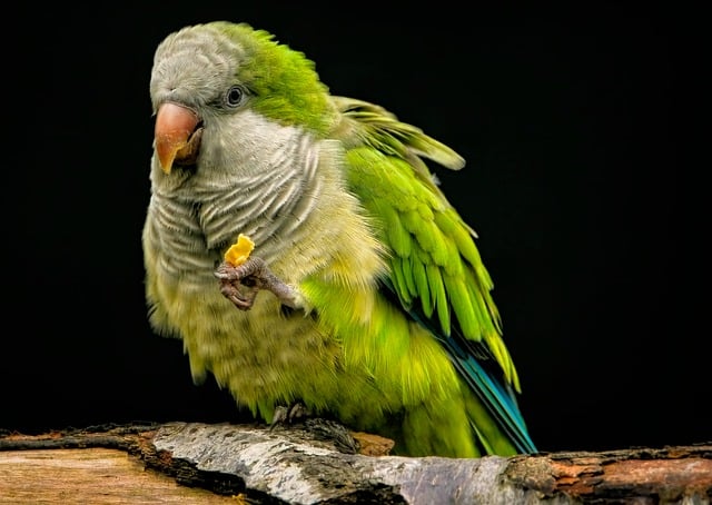Erste Hilfe Set für Vögel und Notfälle Vögel