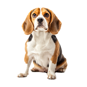 Alles über Futtermittelzusätze für Hunde